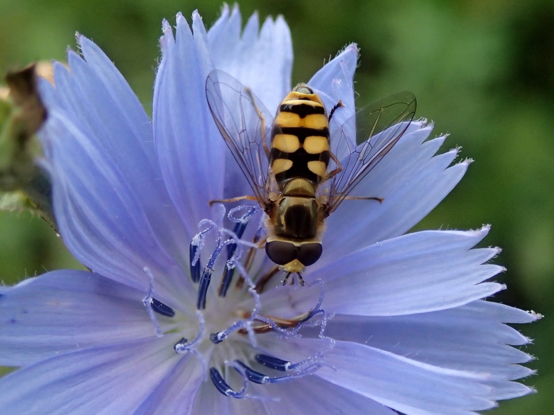Syrphidae da Id.